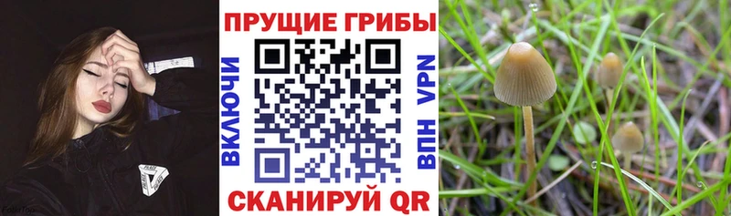 Галлюциногенные грибы мицелий  Старый Крым 